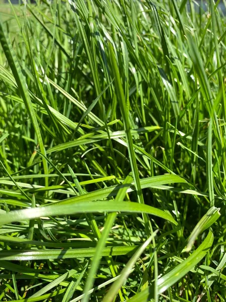 Succulent Spring Grass Sun — Stock Photo, Image