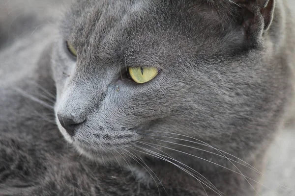 Chat gris le regard percant