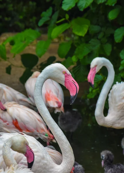 Le flamant rose — Photo