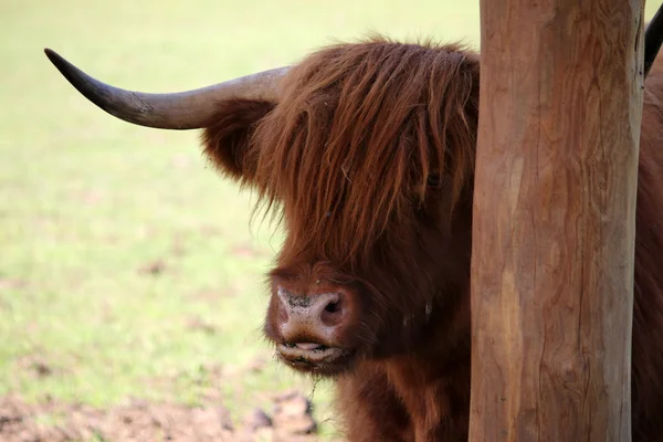 Barna Buffalo Zoo-ban — Stock Fotó