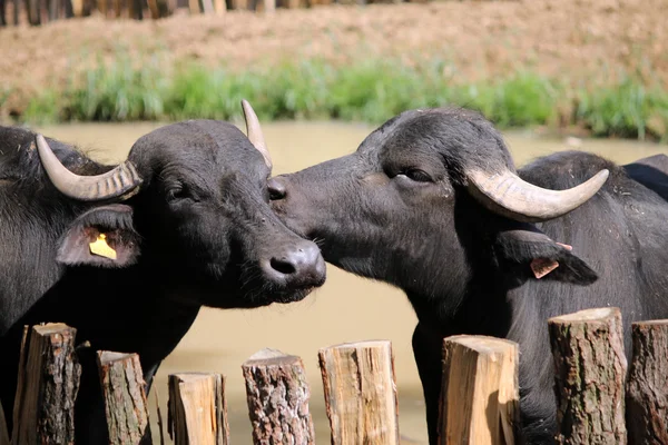 Csók más buffalo Buffalo — Stock Fotó