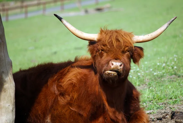 A nagy a szarva barna Buffalo — Stock Fotó