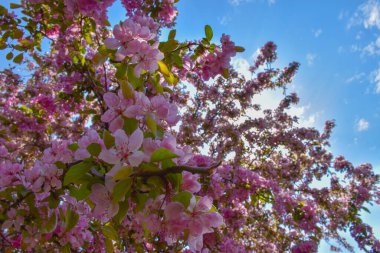 Mavi arka planda güzel elma ağacı çiçekleri