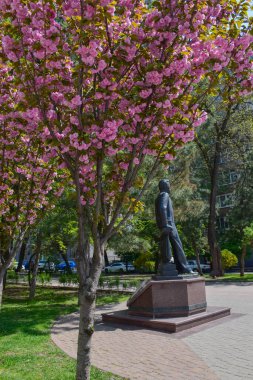 Rus yazar Anton Chekhov 'un çiçek açan sakura ağacının arkasındaki anıtı. Rusya, Rostov-on-Don, Pushkinskaya Caddesi