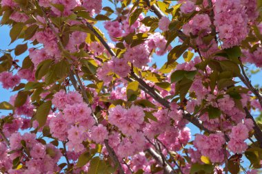 Mavi arka planda güzel kiraz ağacı çiçekleri