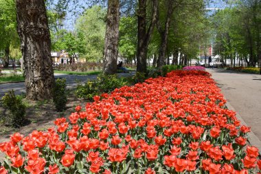 İnsanlar parkta büyüyen kırmızı lalelerin yanında yürüyorlar.