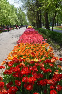 İnsanlar parkta büyüyen lalelerin yanında yürüyorlar.
