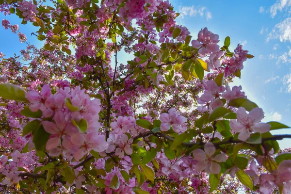 Прекрасные Цветы Яблони Голубом Фоне Неба — стоковое фото