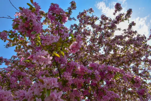 Piękne Jabłoń Kwiaty Tle Błękitnego Nieba — Zdjęcie stockowe