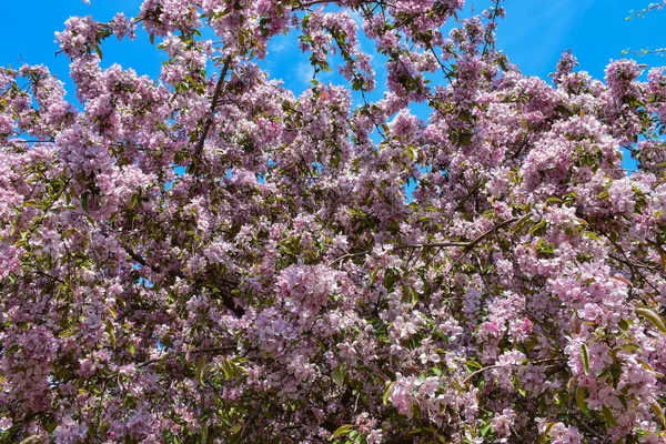 Piękne Jabłoń Kwiaty Tle Błękitnego Nieba — Zdjęcie stockowe