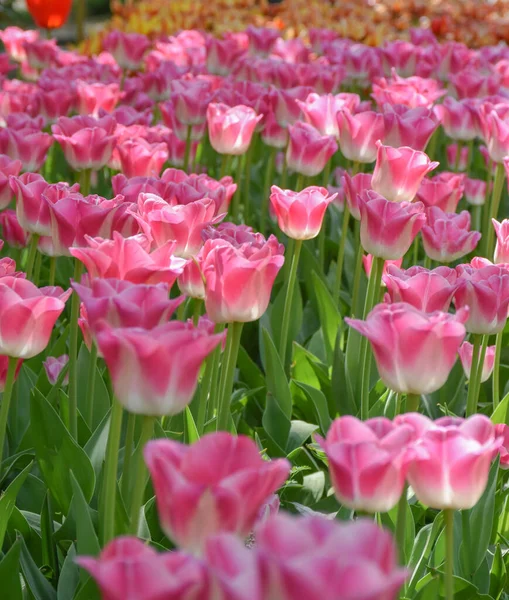 Розовые Тюльпаны Растут Парке — стоковое фото