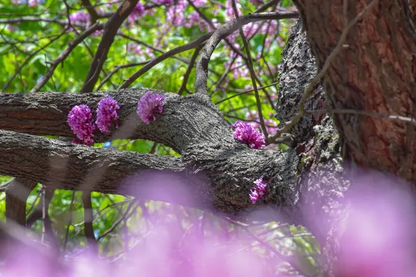 Красивые Миндальные Цветы Туловище Зеленым Фоном — стоковое фото