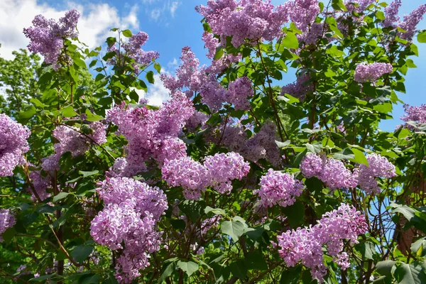 Piękne Kwiaty Lilii Tle Błękitnego Nieba — Zdjęcie stockowe