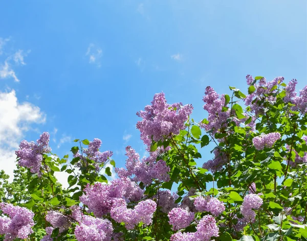 Schöne Lila Blumen Auf Blauem Himmel Hintergrund — Stockfoto