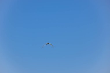 Yalnız martı yemek ararken denizin üzerinde uçar. Taganrog, Rusya