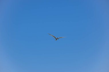 Yalnız martı yemek ararken denizin üzerinde uçar. Taganrog, Rusya