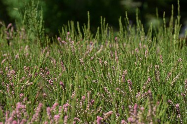 Çimenlerin üzerinde güzel pembe çiçekler