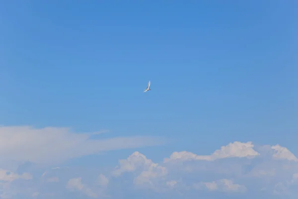 寂寞的海鸥在海面上飞来飞去寻找晚餐 Taganrog 俄罗斯 — 图库照片