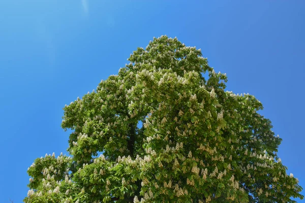 Vacker Kastanj Blommar Våren Blå Himmel Bakgrund — Stockfoto