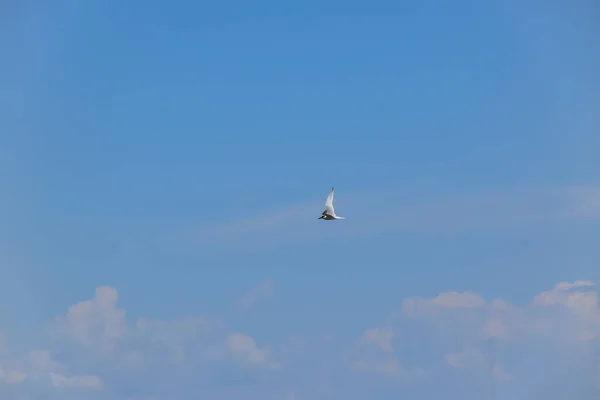 Gaivota Solitária Sobrevoa Mar Procura Jantar Taganrog Rússia — Fotografia de Stock