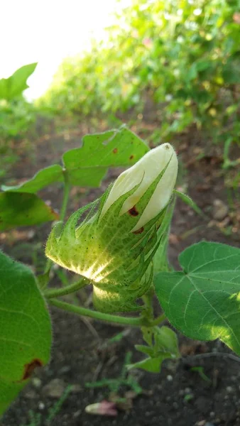 Flor Algodão Amarelo Primeiro Cresceu Cor Amarela Seguida Transformar Lite — Fotografia de Stock