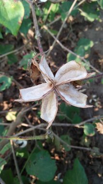 Hasattan sonra pamuk yığını.