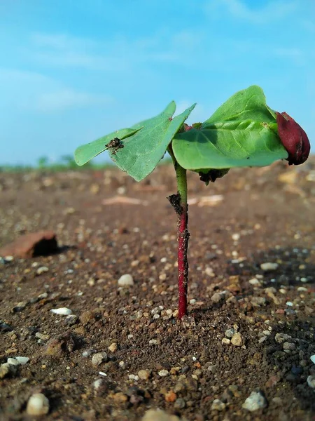 Islak Toprakta Filizlenen Pamuk Tohumu Küçük Bitki Dört Günlük — Stok fotoğraf