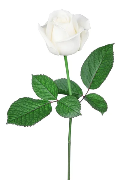 分離の白いバラ — ストック写真