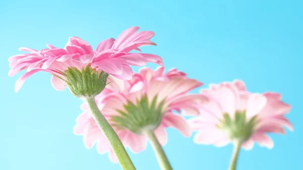 Pink gerbera with a blue background — Stock Photo, Image