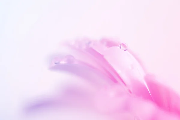 Gerberas rosadas con gotas de agua — Foto de Stock