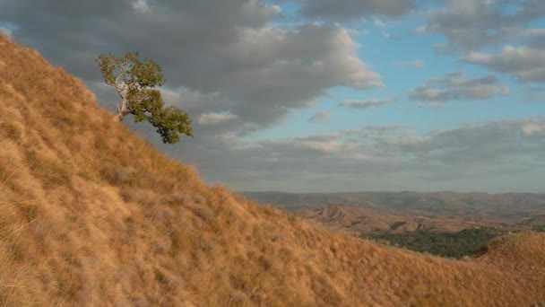 Bel Filmato Time Lapse Paesaggio Con Albero Sul Pendio Paesaggio — Video Stock