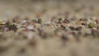 Sahilde Yüzlerce Renkli Keşiş Yengeci - Kabuklu hayvan