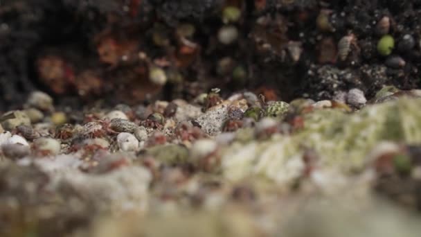 Εκατοντάδες Πολύχρωμα Καβούρια Ερημίτης Στην Παραλία Καρκινοειδές Ζώο — Αρχείο Βίντεο