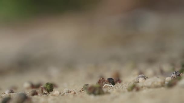 Hundratals Färgglada Eremitkräftor Stranden Kräftdjur — Stockvideo