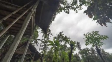 Kemiren Köyü, Banyuwangi, Doğu Java, Endonezya - Yeşil Pirinç Tarlası ve Geleneksel Yapı