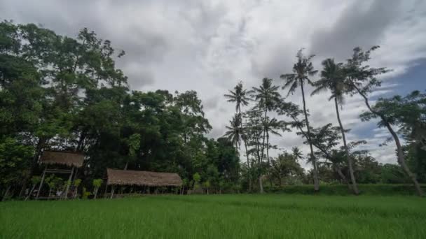 Time Lapse Del Villaggio Kemiren Banyuwangi Giava Orientale Indonesia Campo — Video Stock