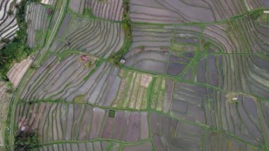 Bali Endonezya 'daki Jatiluwih Rice Terrace Hava Aracı Görünümü - UNESCO Kültür Mirası Pirinç Tarlaları
