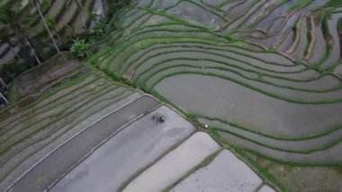 Bali Endonezya 'daki Jatiluwih Rice Terrace Hava Aracı Görünümü - UNESCO Kültür Mirası Pirinç Tarlaları
