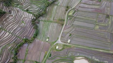 Bali Endonezya 'daki Jatiluwih Rice Terrace Hava Aracı Görünümü - UNESCO Kültür Mirası Pirinç Tarlaları