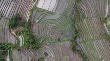 Bali Endonezya 'daki Jatiluwih Rice Terrace Hava Aracı Görünümü - UNESCO Kültür Mirası Pirinç Tarlaları