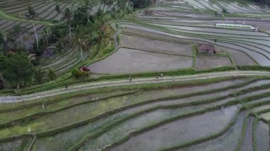 Bali Endonezya 'daki Jatiluwih Rice Terrace Hava Aracı Görünümü - UNESCO Kültür Mirası Pirinç Tarlaları