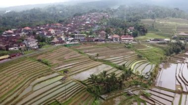 Bali Endonezya 'daki Jatiluwih Rice Terrace Hava Aracı Görünümü - UNESCO Kültür Mirası Pirinç Tarlaları