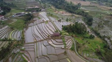 Bali Endonezya 'daki Jatiluwih Rice Terrace Hava Aracı Görünümü - UNESCO Kültür Mirası Pirinç Tarlaları