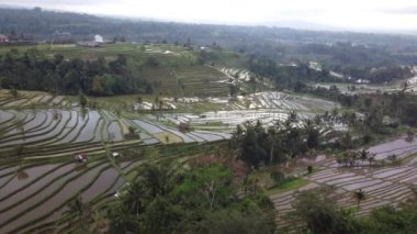 Bali Endonezya 'daki Jatiluwih Rice Terrace Hava Aracı Görünümü - UNESCO Kültür Mirası Pirinç Tarlaları