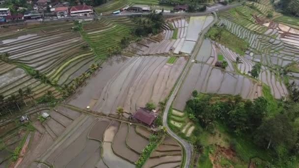 Vista Aérea Jatiluwih Rice Terrace Bali Indonesia Patrimonio Cultural Unesco — Vídeos de Stock