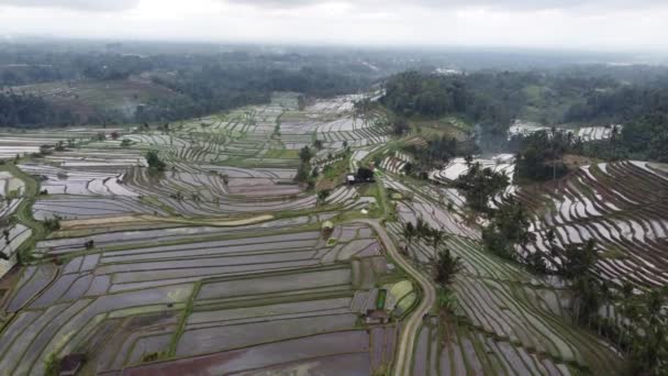 Letecký Letoun Pohled Rýžovou Terasu Jatiluwih Bali Indonésie Unesco Kulturní — Stock video