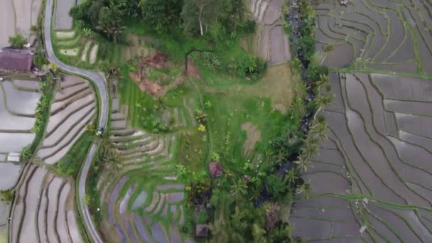 Vista Aérea Zangão Jatiluwih Arroz Terraço Bali Indonésia Unesco Cultural — Vídeo de Stock