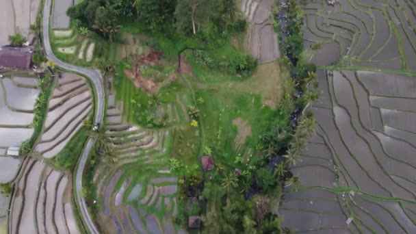 Flygdrönare Över Jatiluwih Rice Terrace Bali Indonesien Unesco Kulturarv Rice — Stockvideo