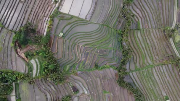 Flygdrönare Över Jatiluwih Rice Terrace Bali Indonesien Unesco Kulturarv Rice — Stockvideo