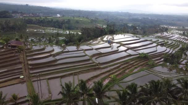 Vista Aérea Jatiluwih Rice Terrace Bali Indonesia Patrimonio Cultural Unesco — Vídeo de stock